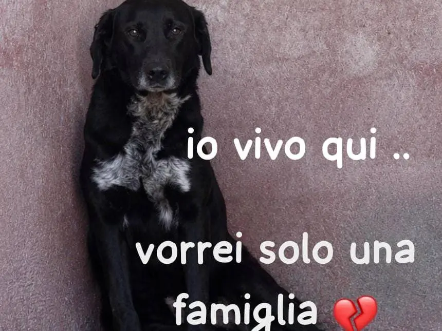 Adozione cane, maschio, Razza sconosciuta Razza sconosciuta, 3 anni e 4 mesi, taglia media, Como