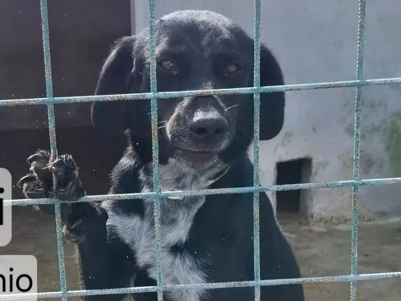Adotta un cane, maschio, 3 anni e 4 mesi, Como