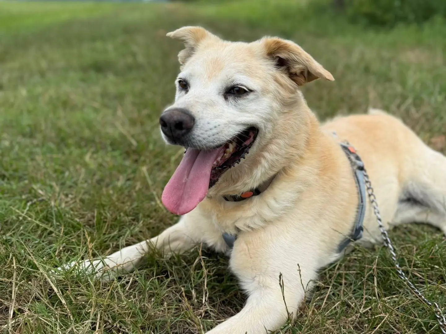 Adotta un cane, femmina, 10 anni e 8 mesi, Cremona