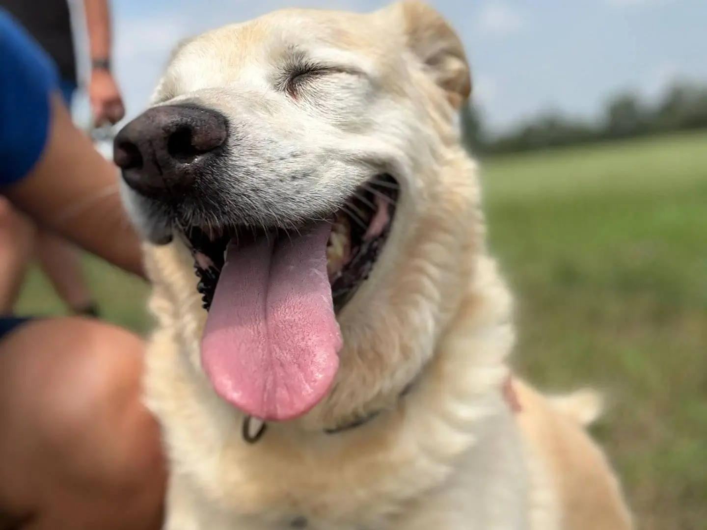Adotta un cane, taglia grande, femmina, Cremona