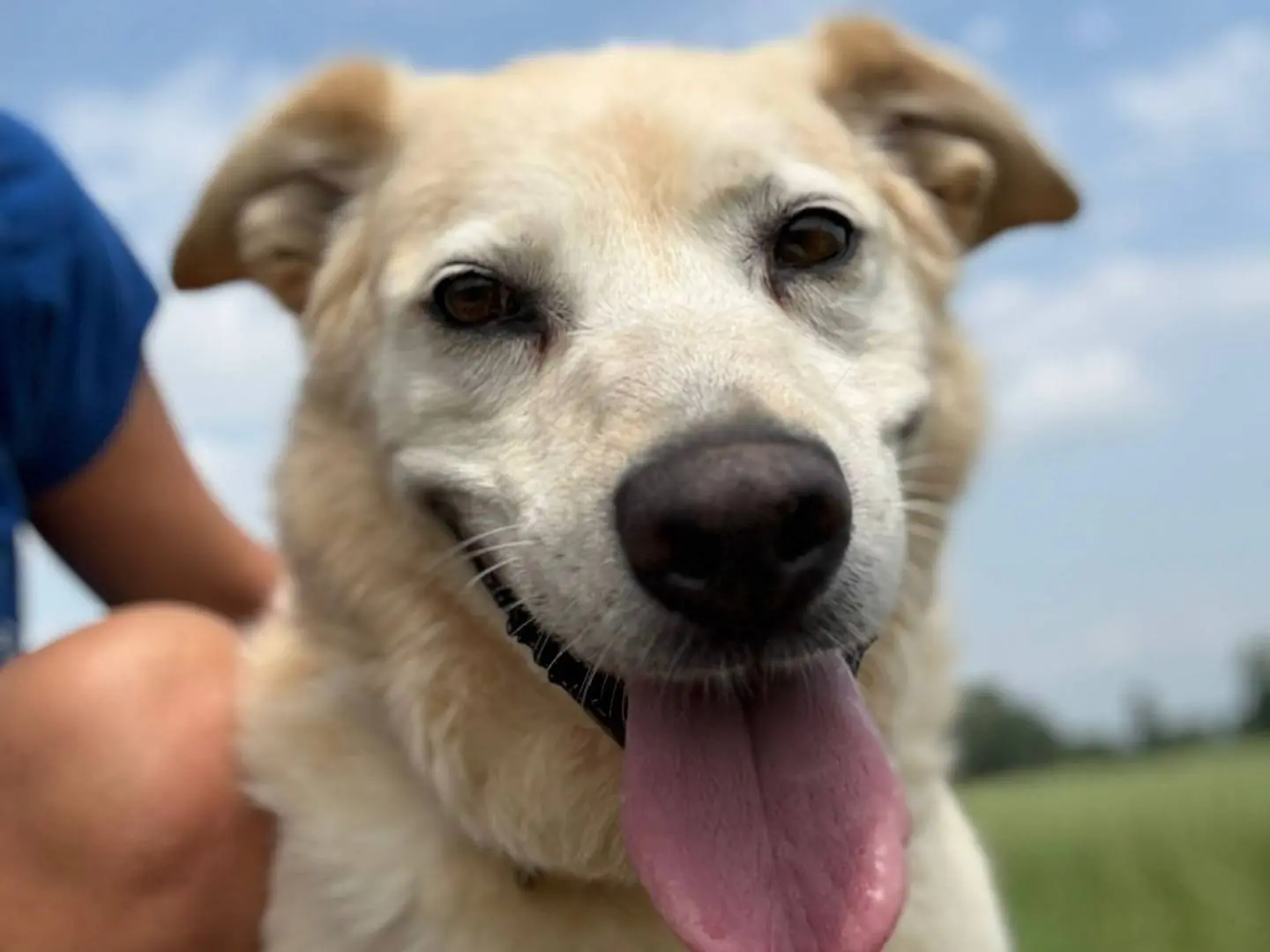 Adozione cane, femmina, Razza sconosciuta Razza sconosciuta, 10 anni e 8 mesi, taglia grande, Cremona