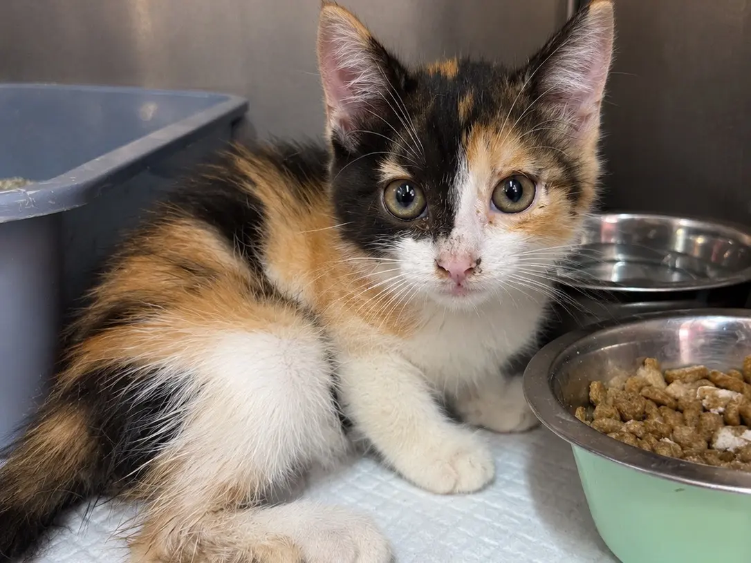 Adozione gatto, femmina, Razza sconosciuta Razza sconosciuta, 2 mesi, taglia non valida, Trapani