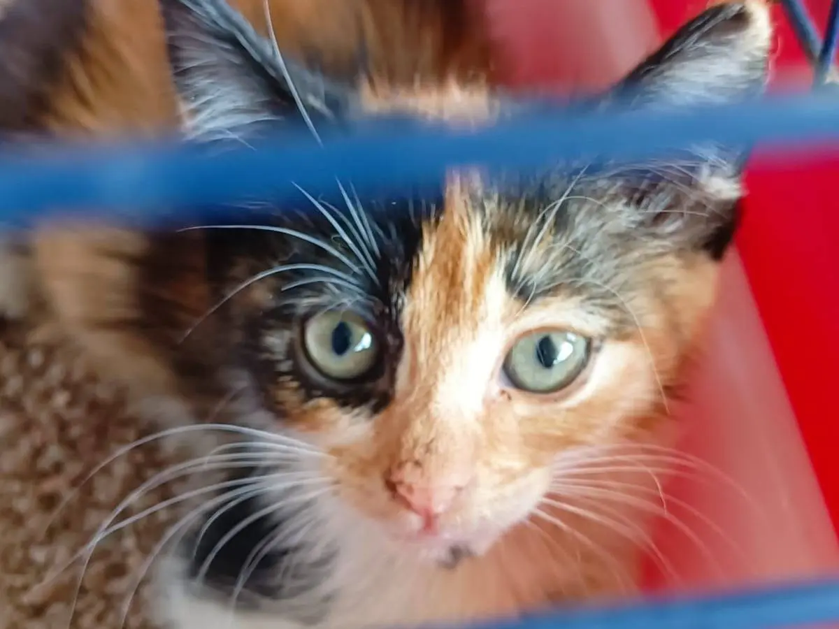 Adozione gatto, femmina, Razza sconosciuta Razza sconosciuta, 6 mesi, taglia non valida, Caserta