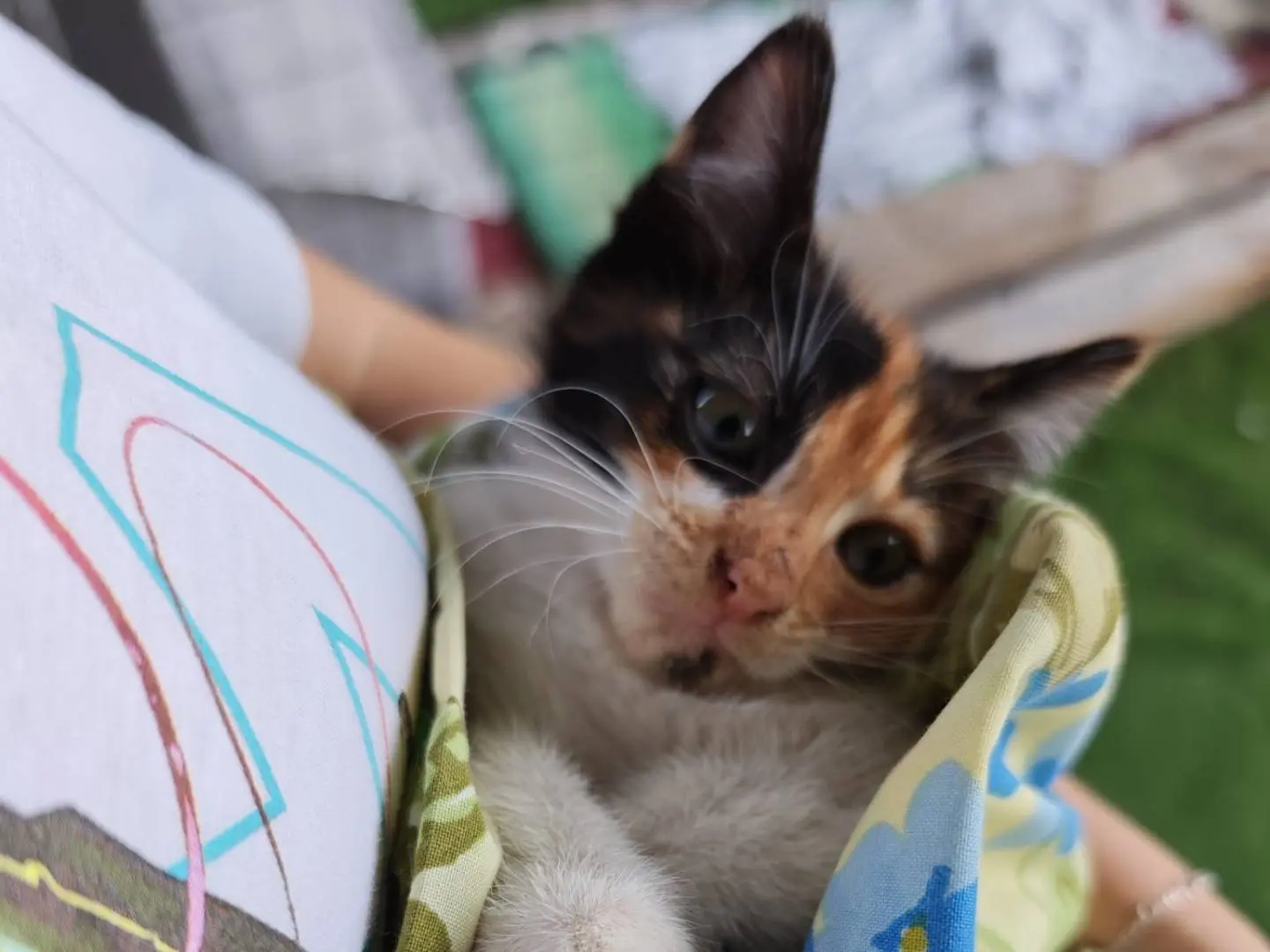 Vuoi adottare un gatto a Caserta?