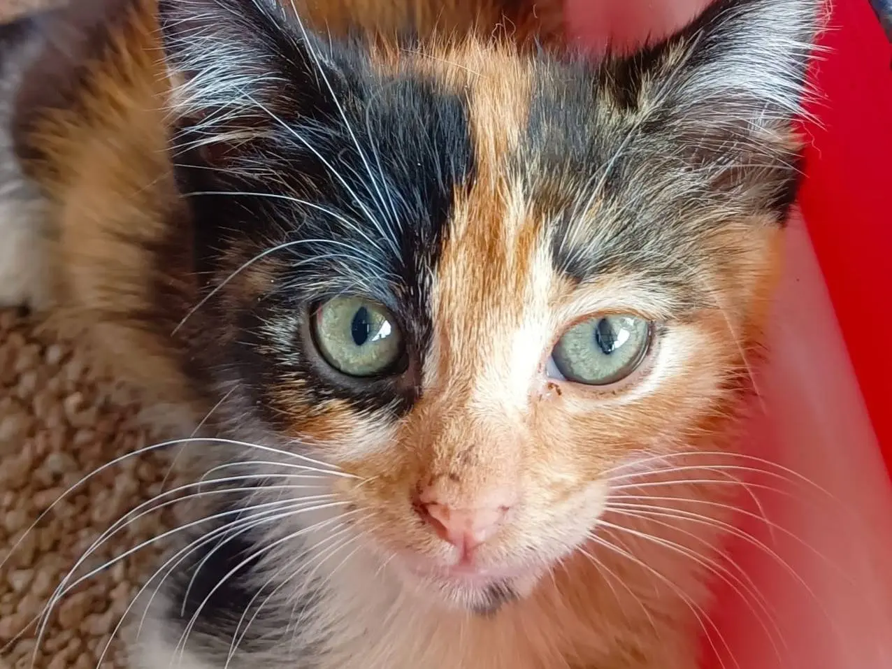 Adotta un gatto, femmina, 6 mesi, Caserta