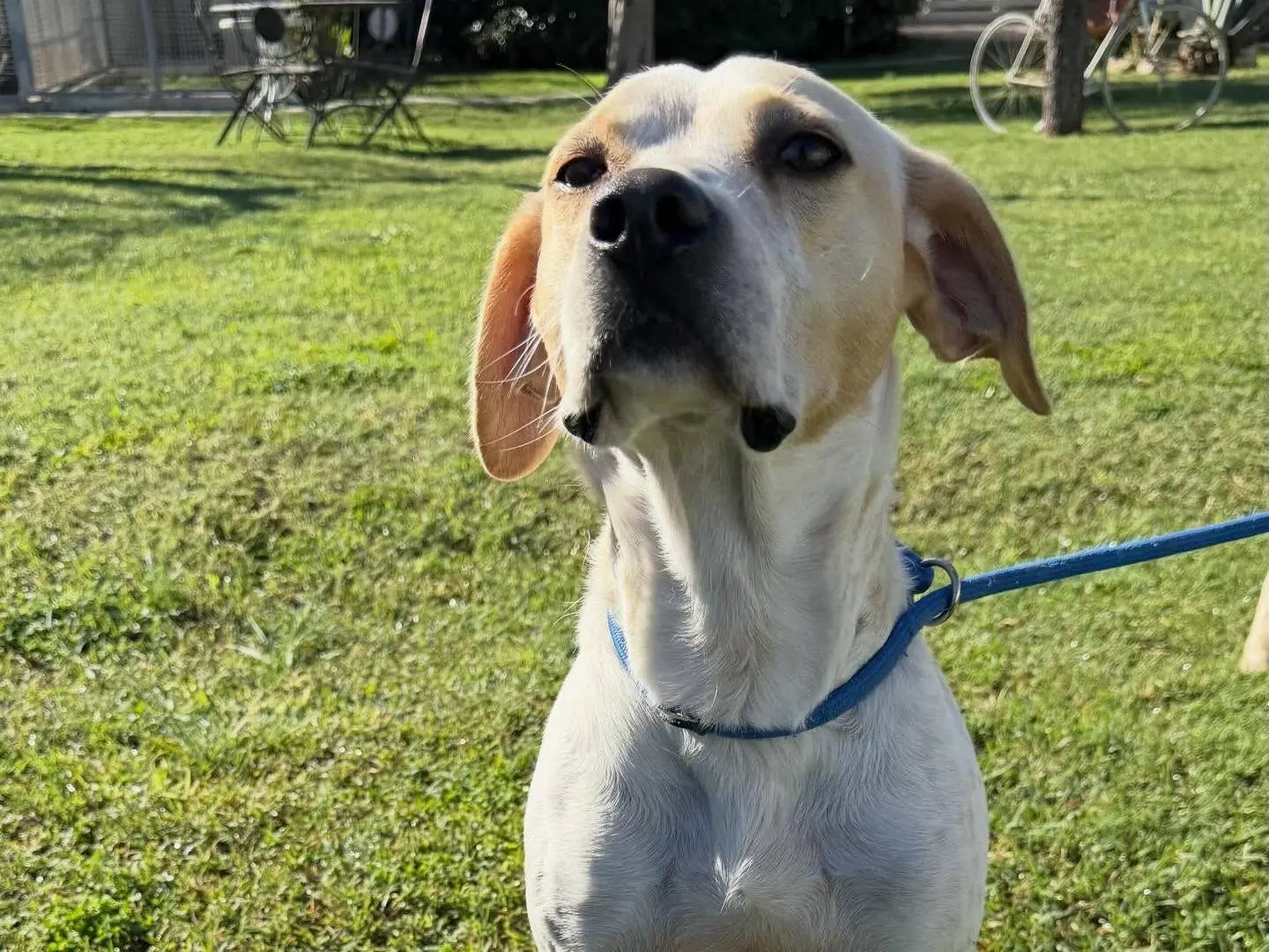 Vuoi adottare un cane a Matera?