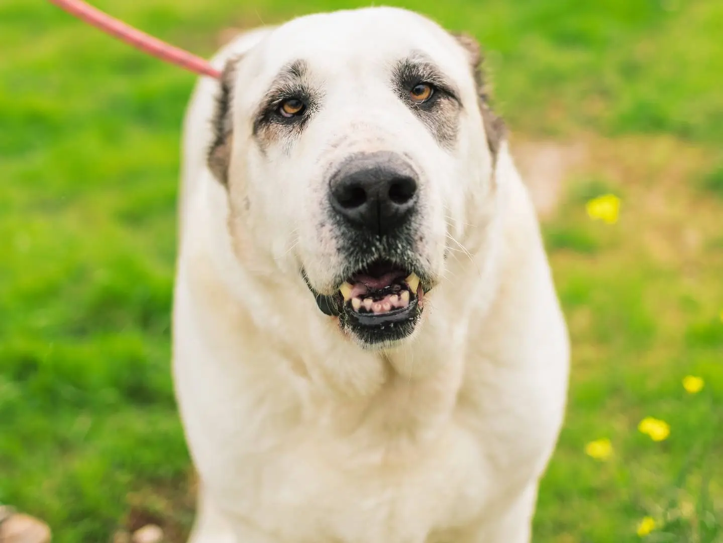 Adotta un cane, femmina, 9 anni e 6 mesi, Bari