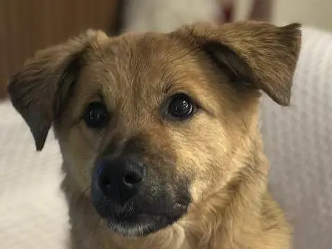Adozione cane, femmina, Razza sconosciuta Razza sconosciuta, 2 anni e 1 mese, taglia media, Udine