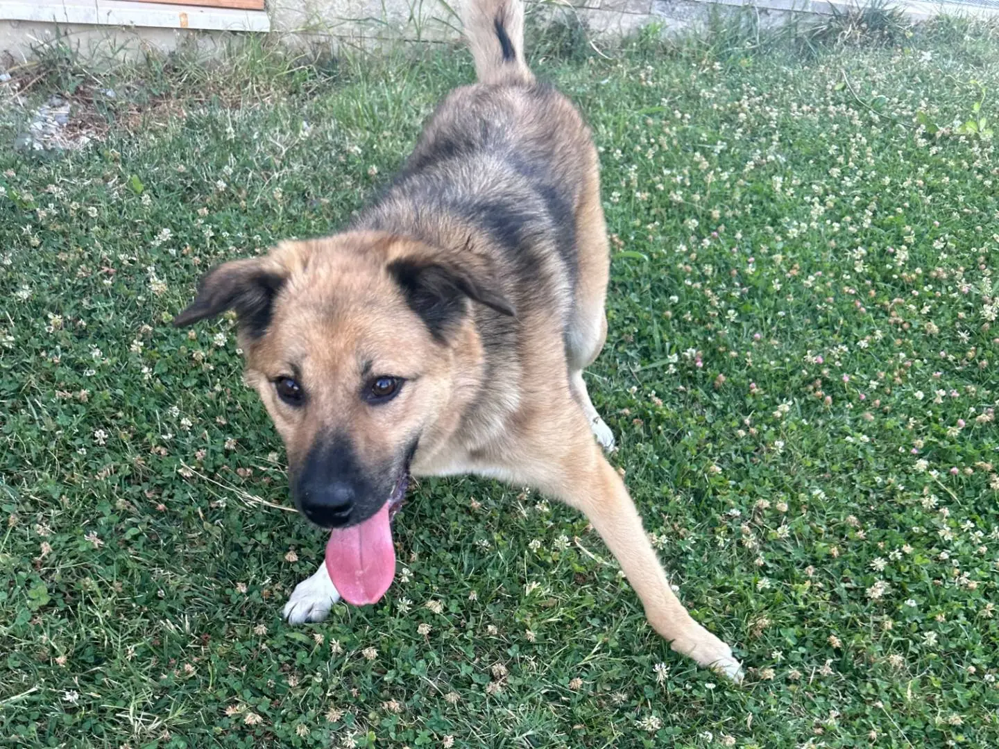 Adotta un cane, taglia media, femmina, Udine