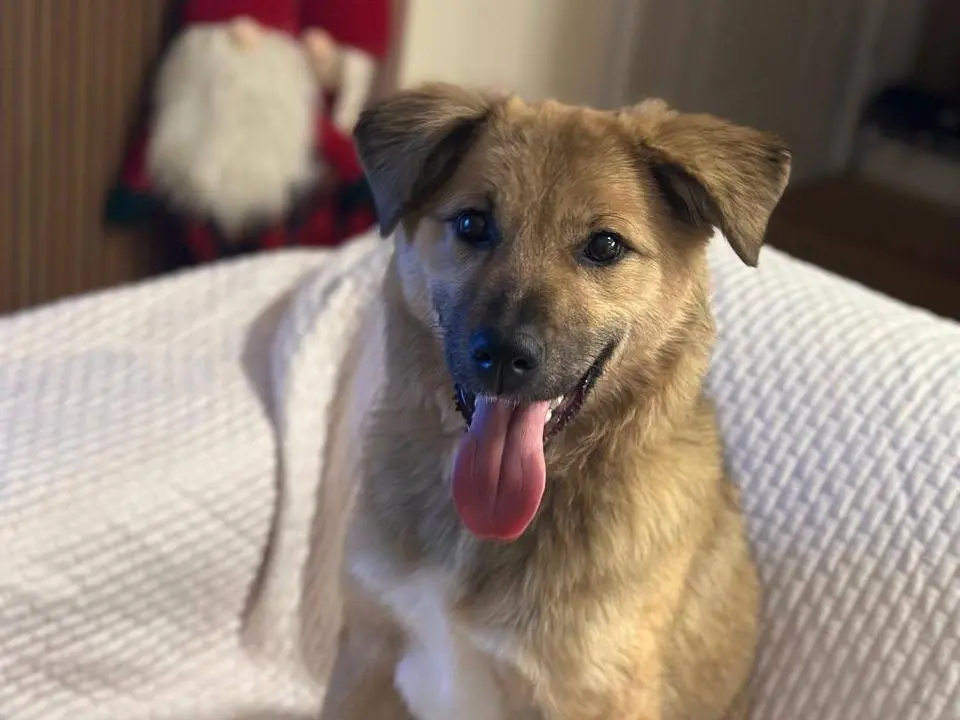 Adotta un cane, femmina, 2 anni e 1 mese, Udine