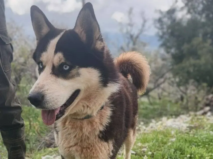 Adotta un cane, maschio, 3 anni e 10 mesi, Milano