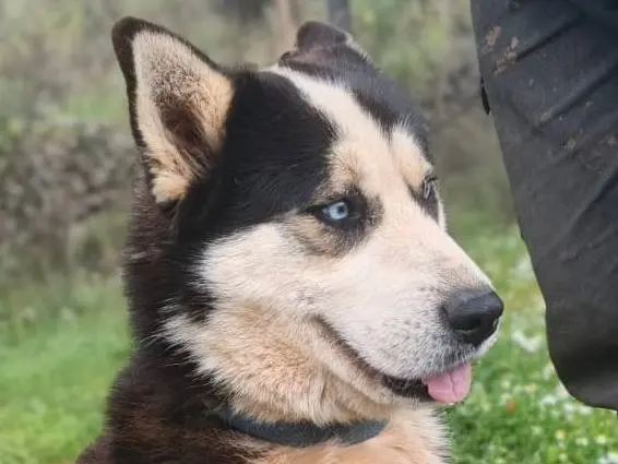 Vuoi adottare un cane a Milano?