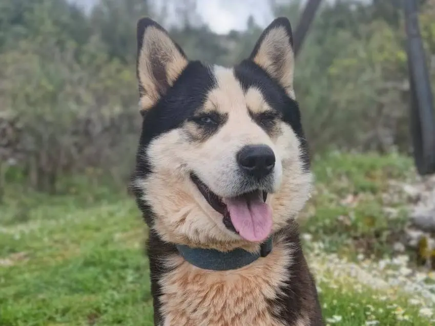 Adotta un cane, taglia media, maschio, Milano