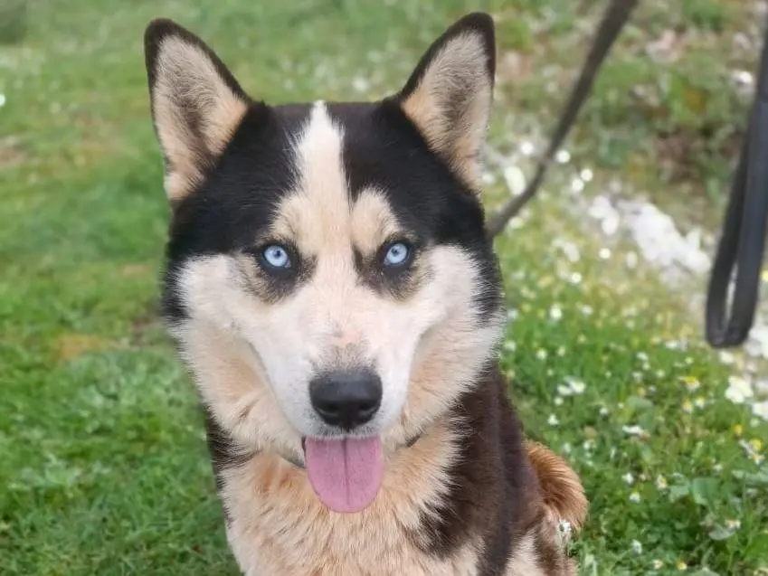 Adozione cane, maschio, Razza sconosciuta Razza sconosciuta, 3 anni e 10 mesi, taglia media, Milano