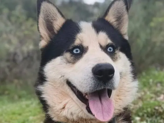 Adotta il cane Simba a Milano