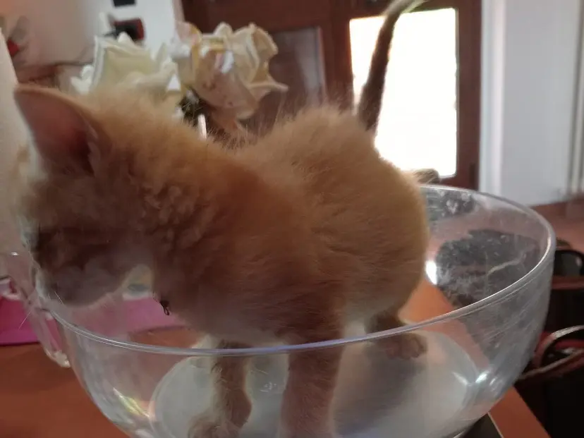 Adotta un gatto, maschio, 1 anno e 4 mesi, Torino