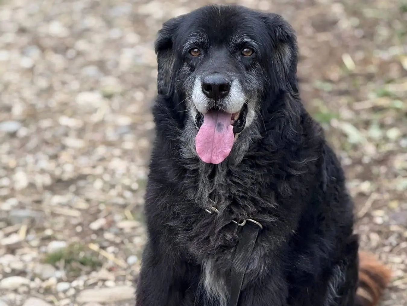 Vuoi adottare un cane a Firenze?