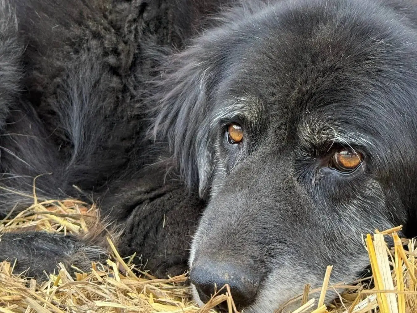 Adotta il cane GIGI a Firenze