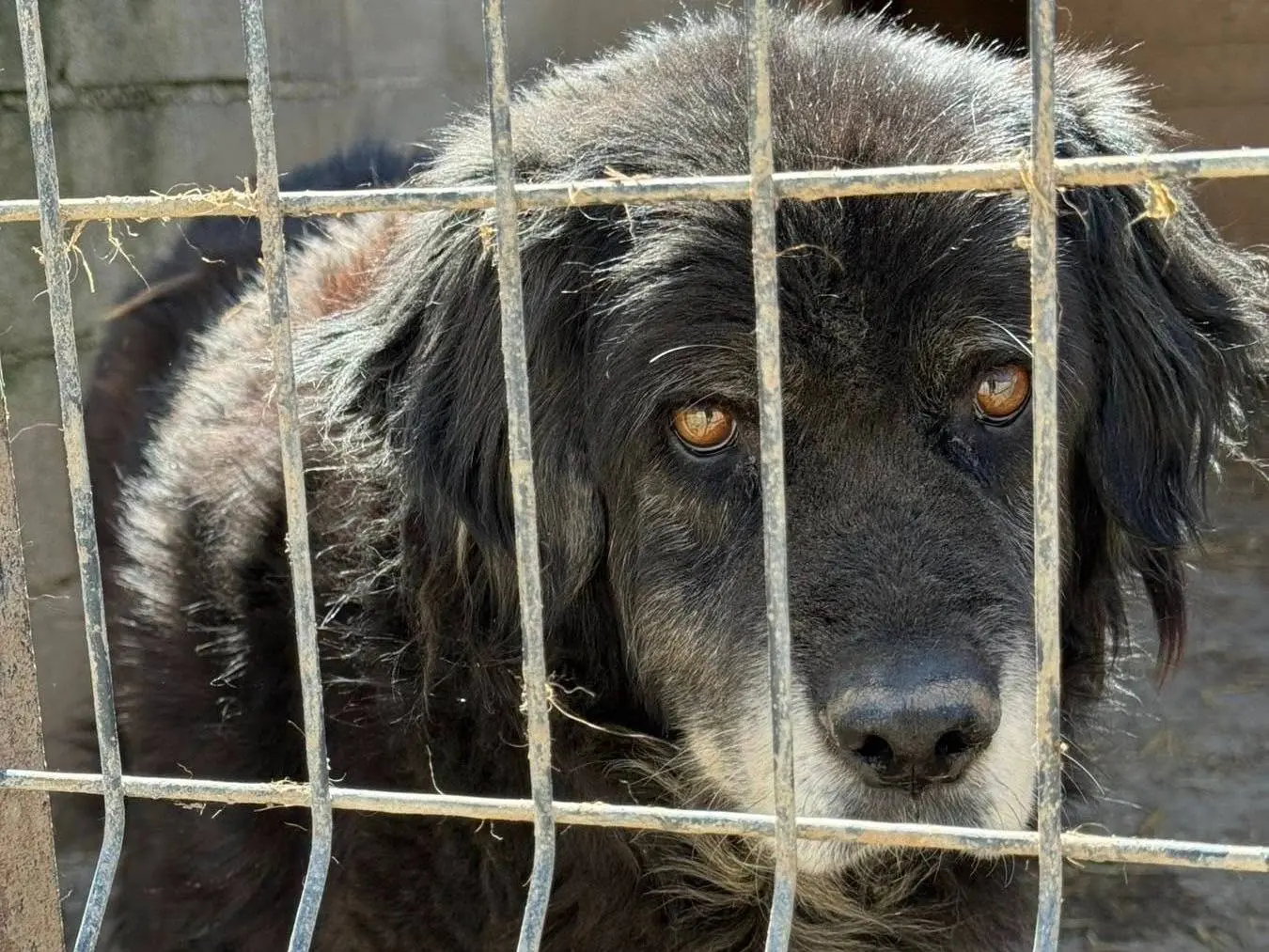Adotta un cane, taglia grande, maschio, Firenze