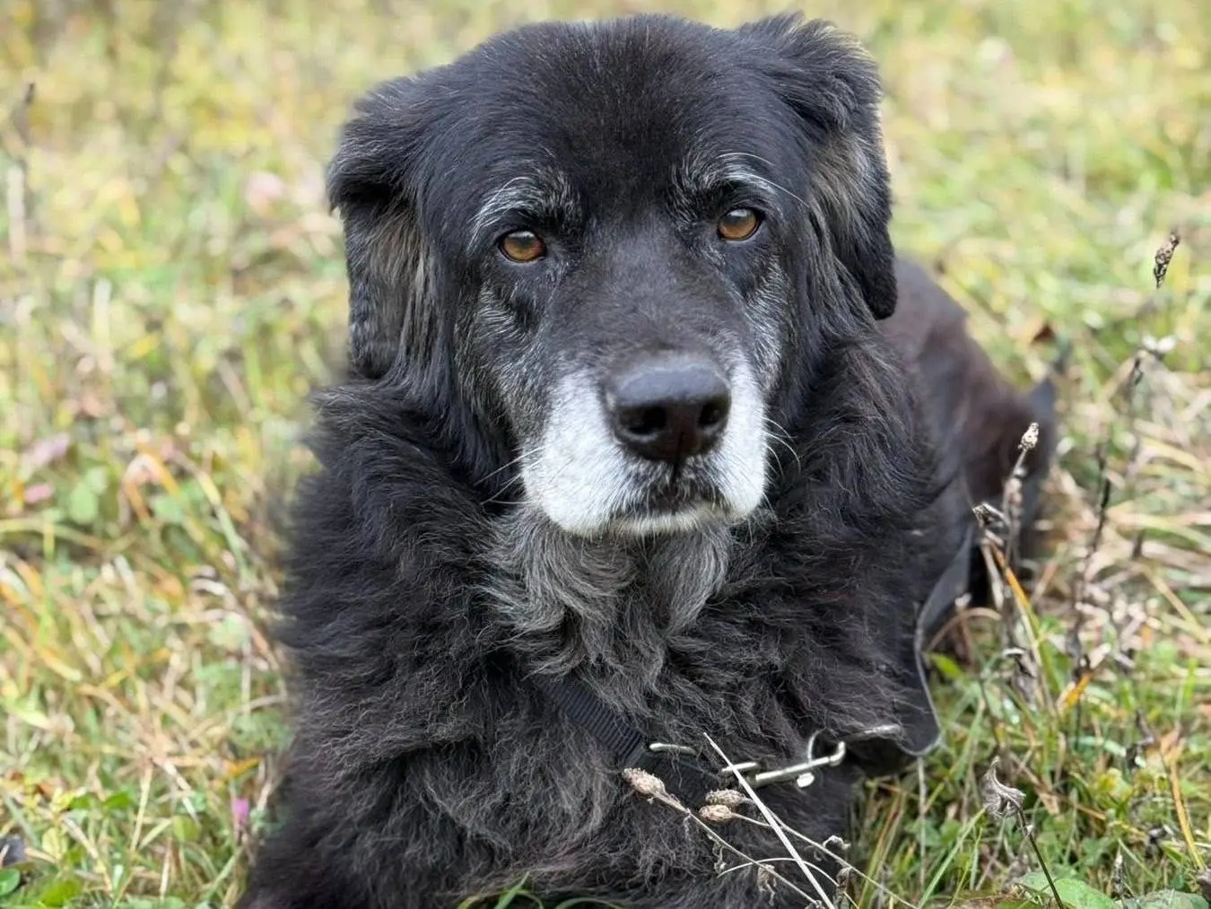 Adotta un cane, maschio, 11 anni e 5 mesi, Firenze
