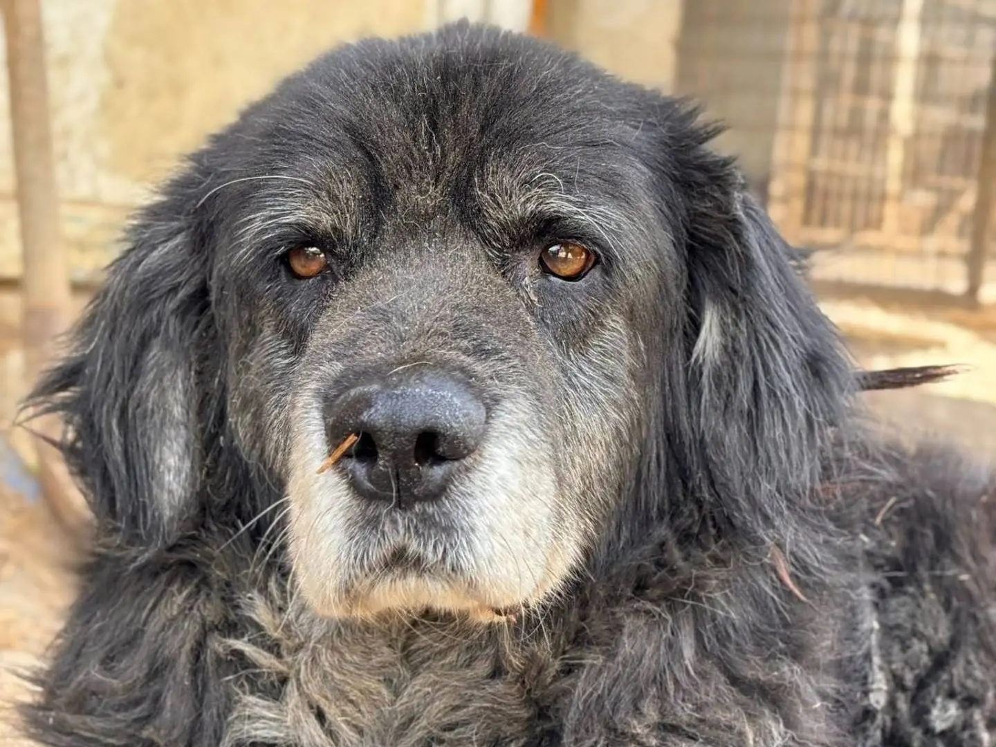 Adozione cane, maschio, Razza sconosciuta Razza sconosciuta, 11 anni e 5 mesi, taglia grande, Firenze