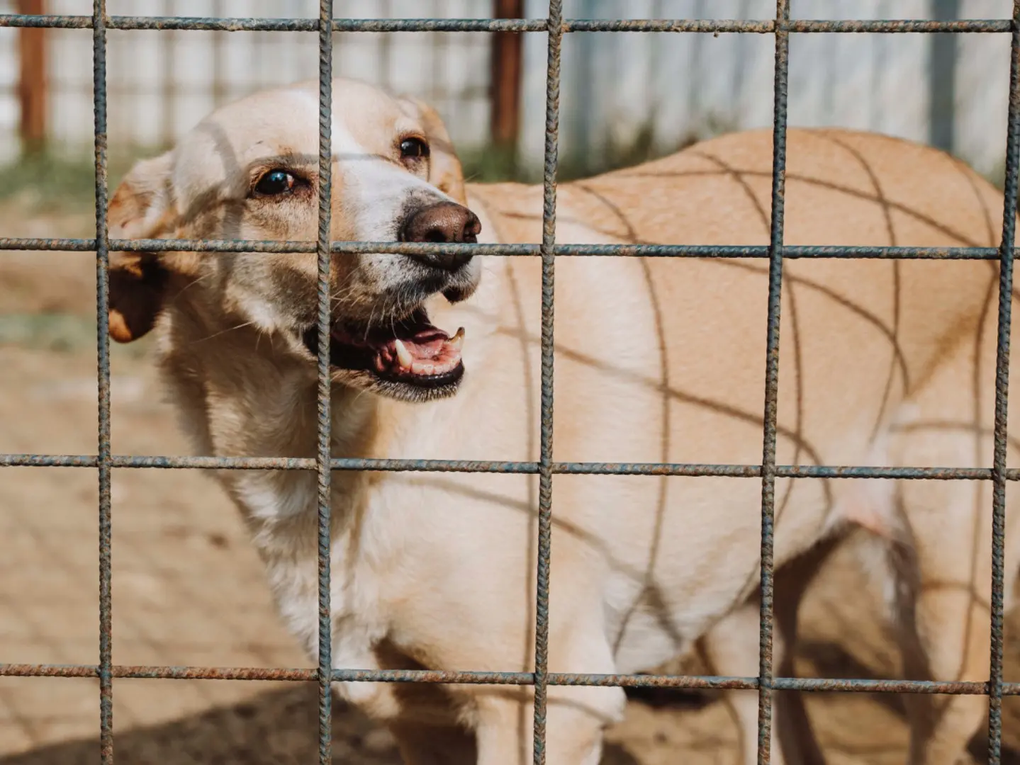 Adotta il cane Gemma detta Lilly a Catania