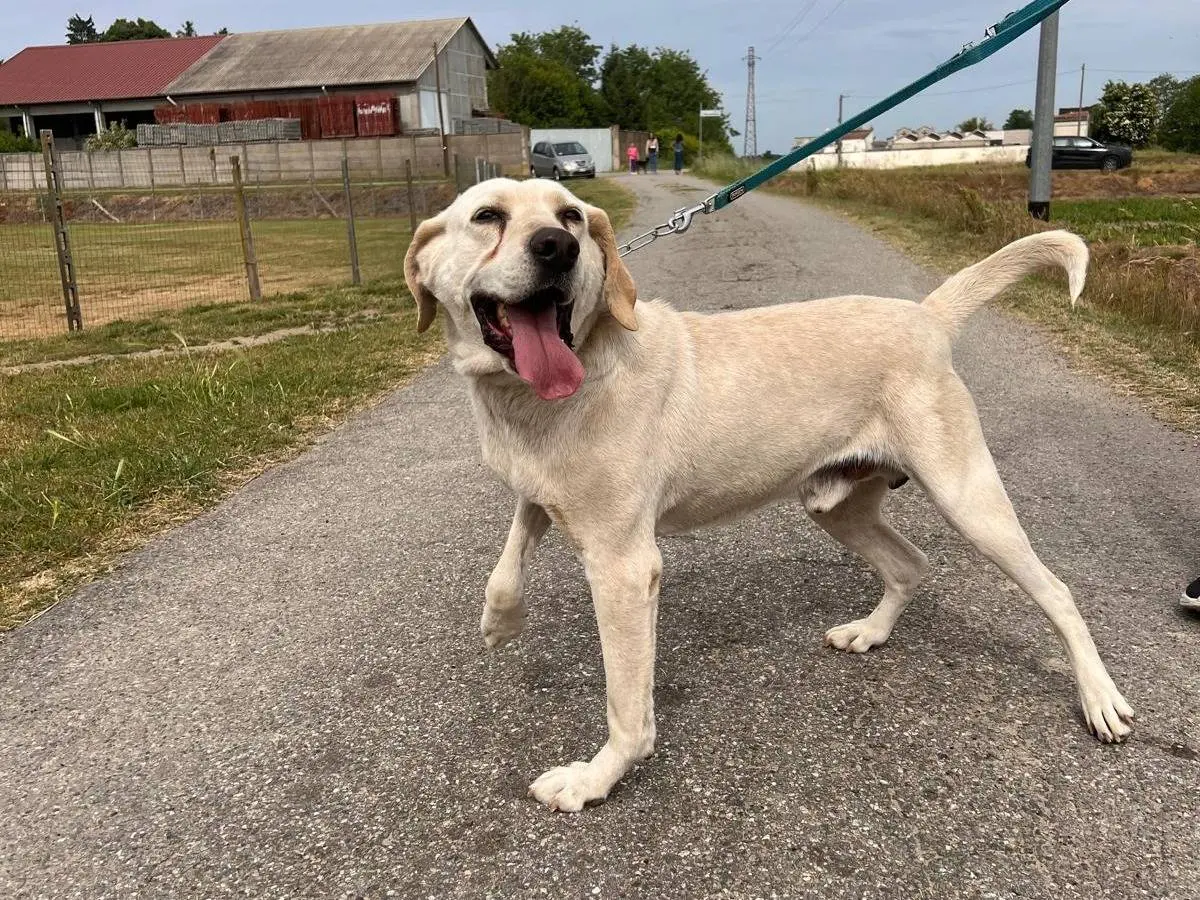 Adotta un cane, maschio, 8 anni e 4 mesi, Pavia