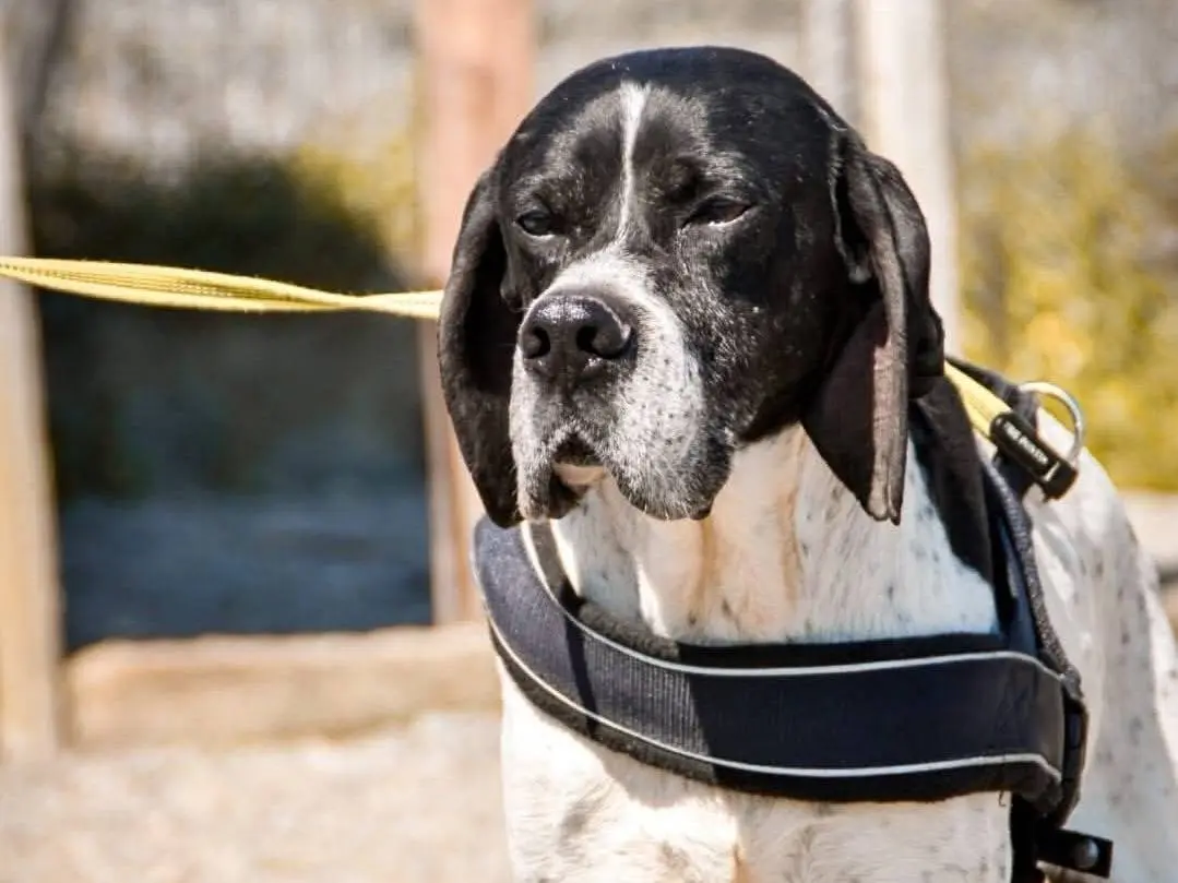 Adozione cane, maschio, Pointer Razza sconosciuta, 11 anni e 2 mesi, taglia grande, Crotone