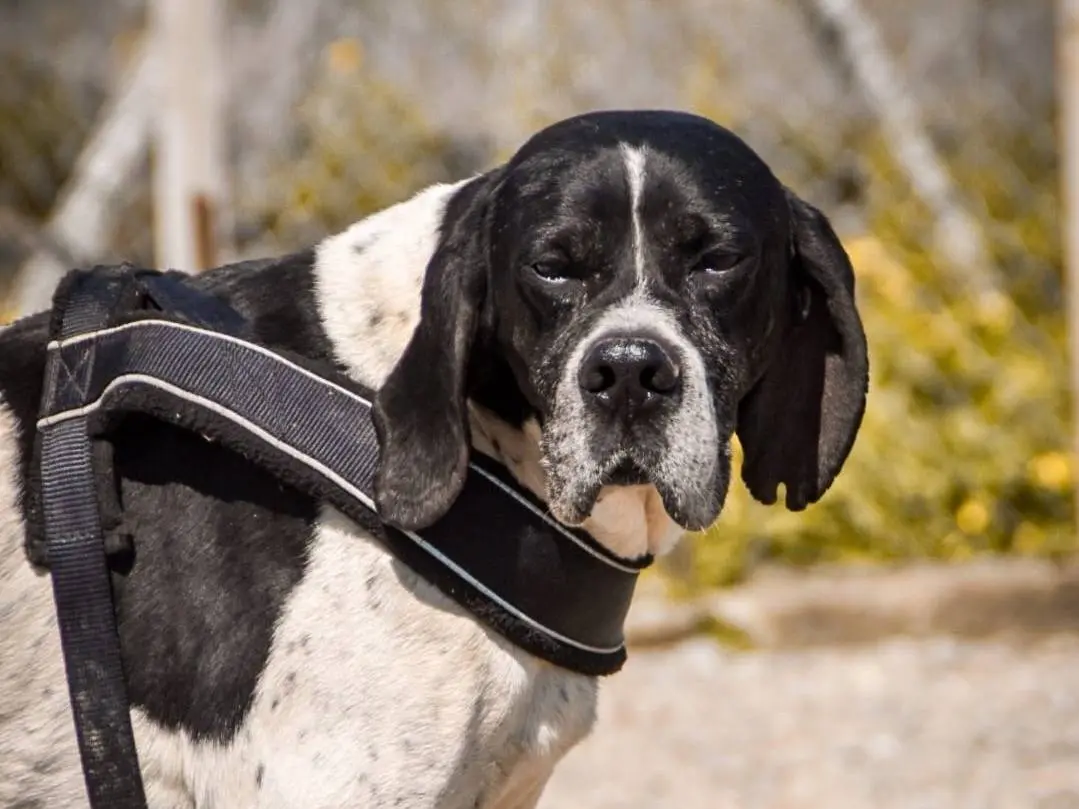 Adotta un cane, taglia grande, maschio, Crotone