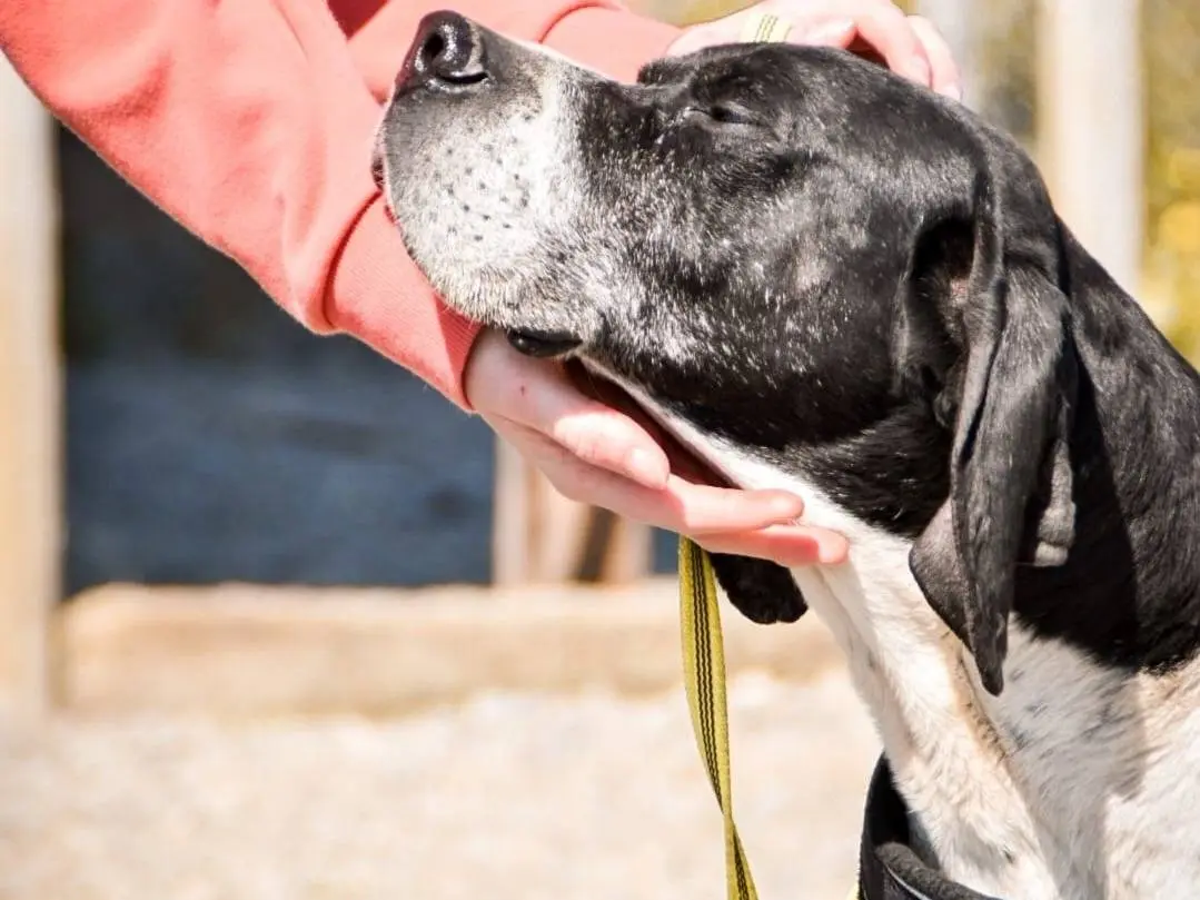 Adotta un cane, maschio, 11 anni e 2 mesi, Crotone