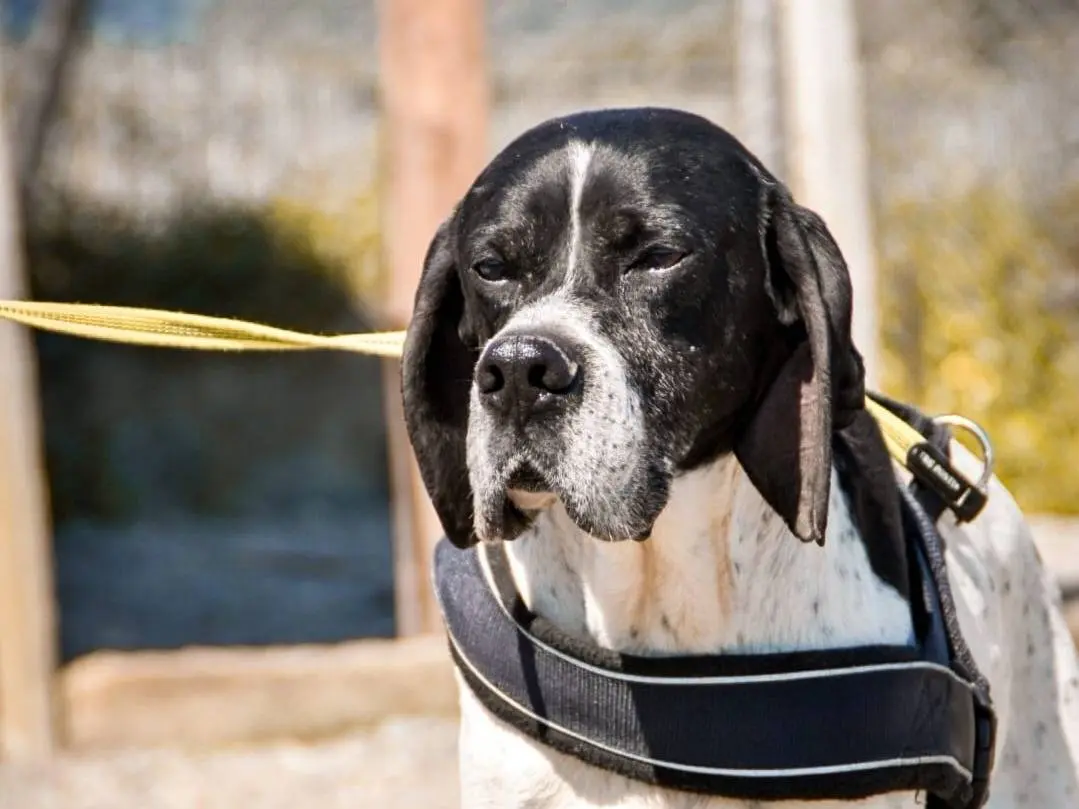 Vuoi adottare un cane a Crotone?