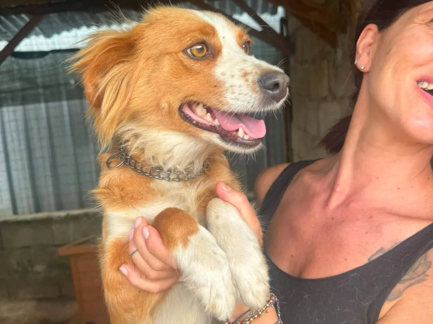 Adotta il cane CHICCA a Catanzaro
