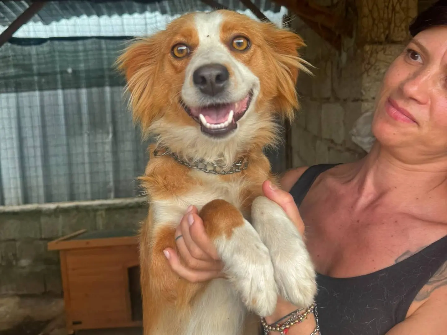 Adozione cane, femmina, Razza sconosciuta Razza sconosciuta, 3 anni e 4 mesi, taglia media contenuta, Catanzaro