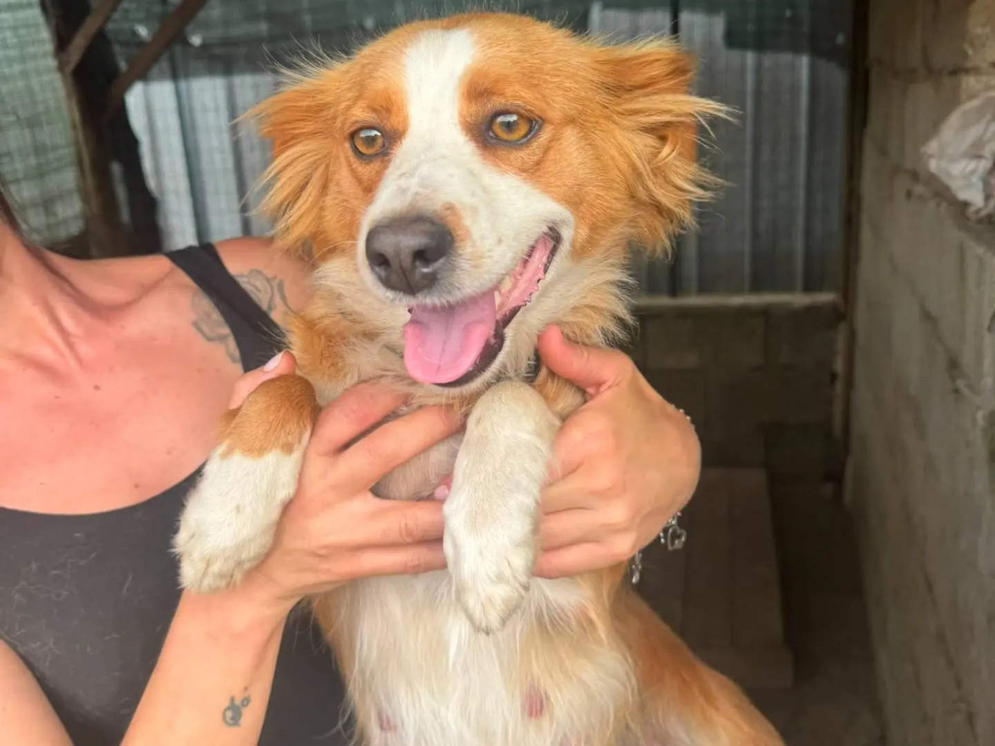 Adotta un cane, femmina, 3 anni e 4 mesi, Catanzaro