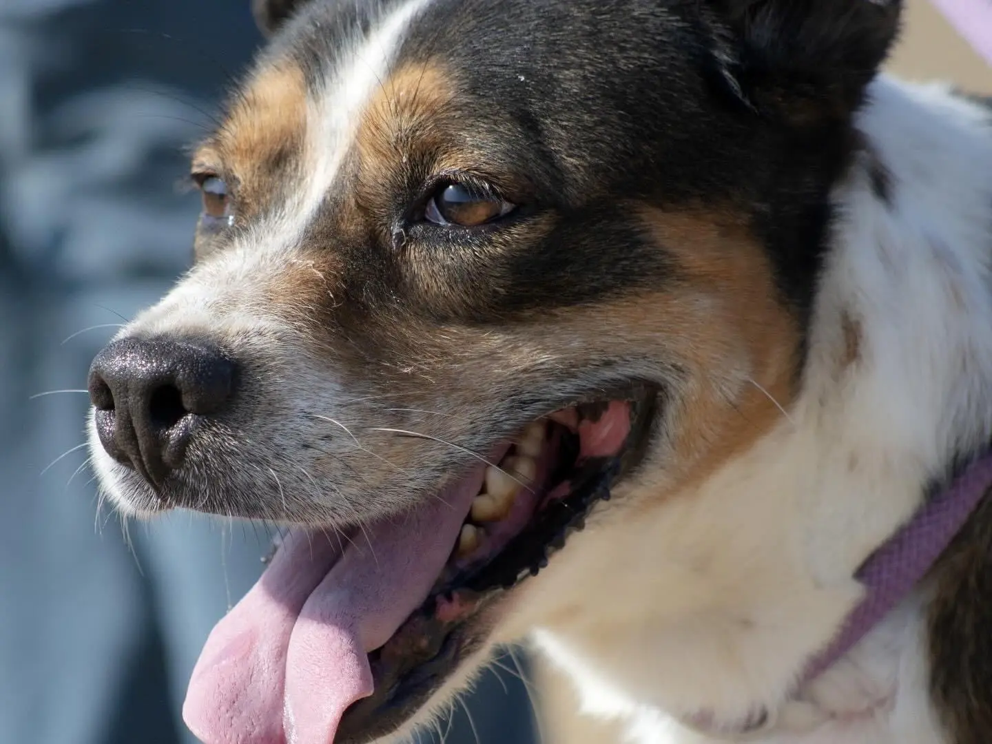 Adozione cane, maschio, meticcio, 6 anni e 9 mesi, taglia media contenuta, Roma