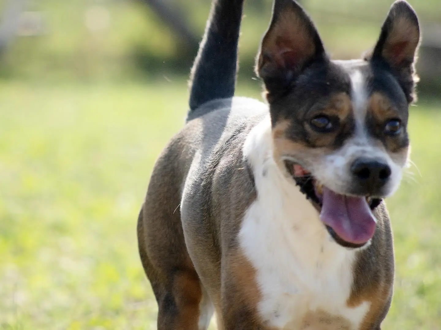 Adotta un cane, maschio, 6 anni e 9 mesi, Roma