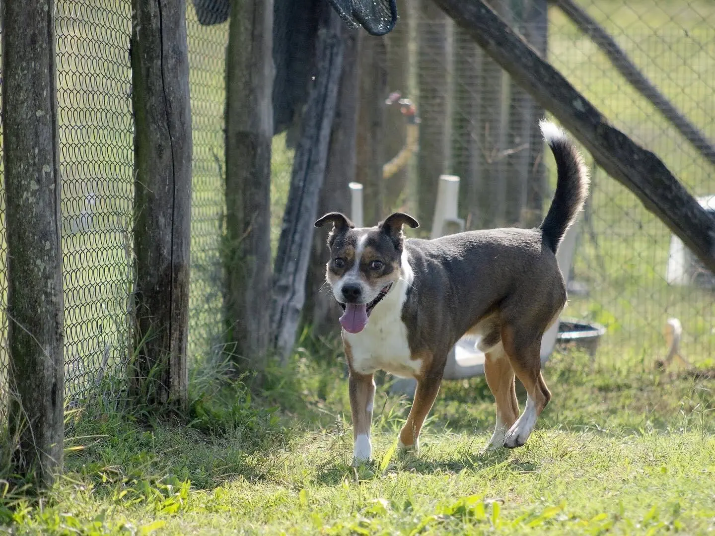 Adotta il cane Shiro a Roma