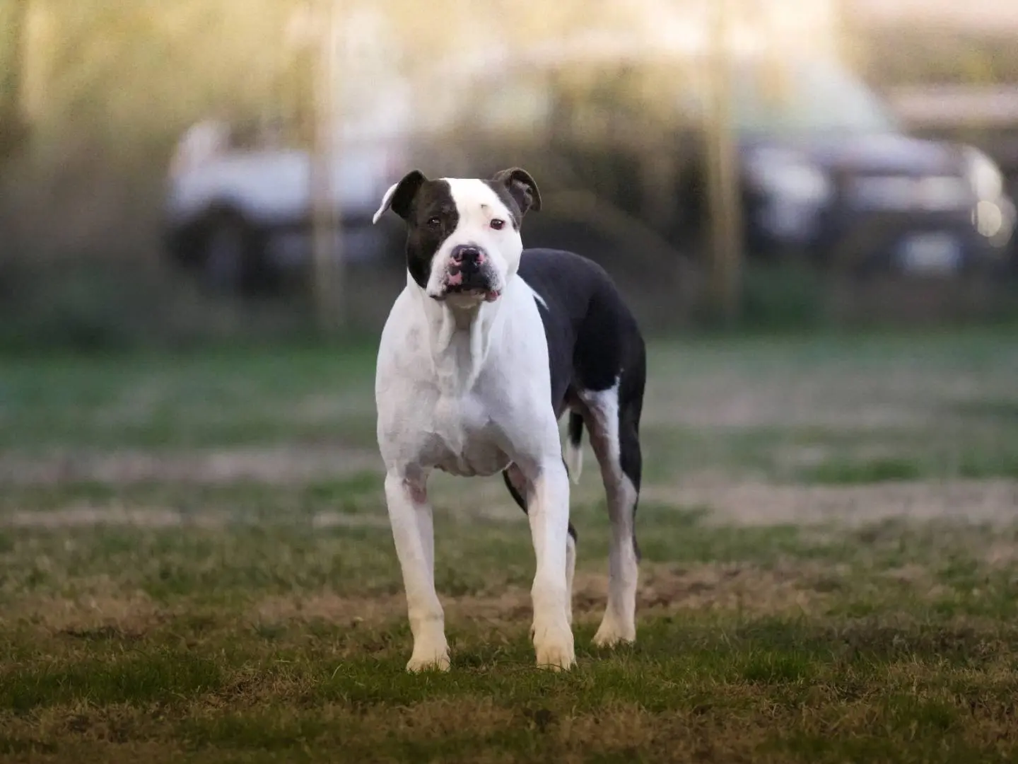 Adozione cane, maschio, Pitbull Razza sconosciuta, 8 anni e 9 mesi, taglia media, Roma