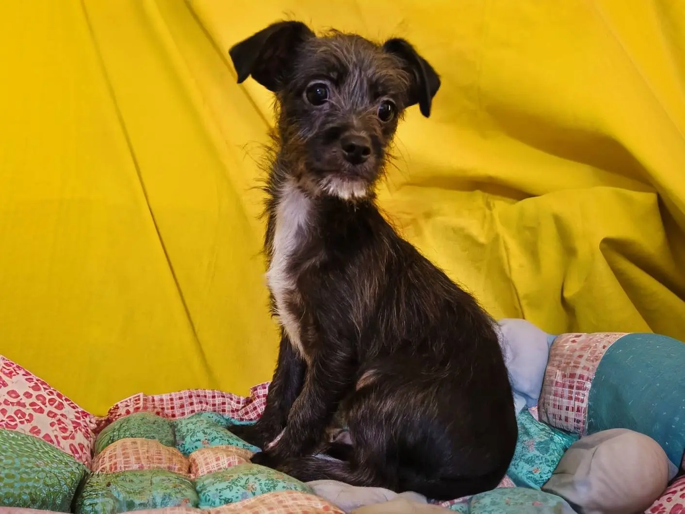 Adozione cane, maschio, Razza sconosciuta Razza sconosciuta, 1 anno e 1 mese, taglia piccola, Benevento