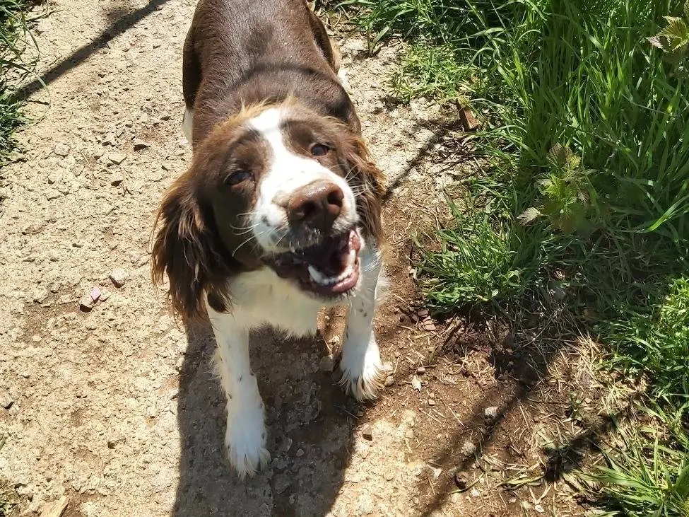 Adozione cane, maschio, Spaniel Razza sconosciuta, 5 anni e 1 mese, taglia media, Potenza