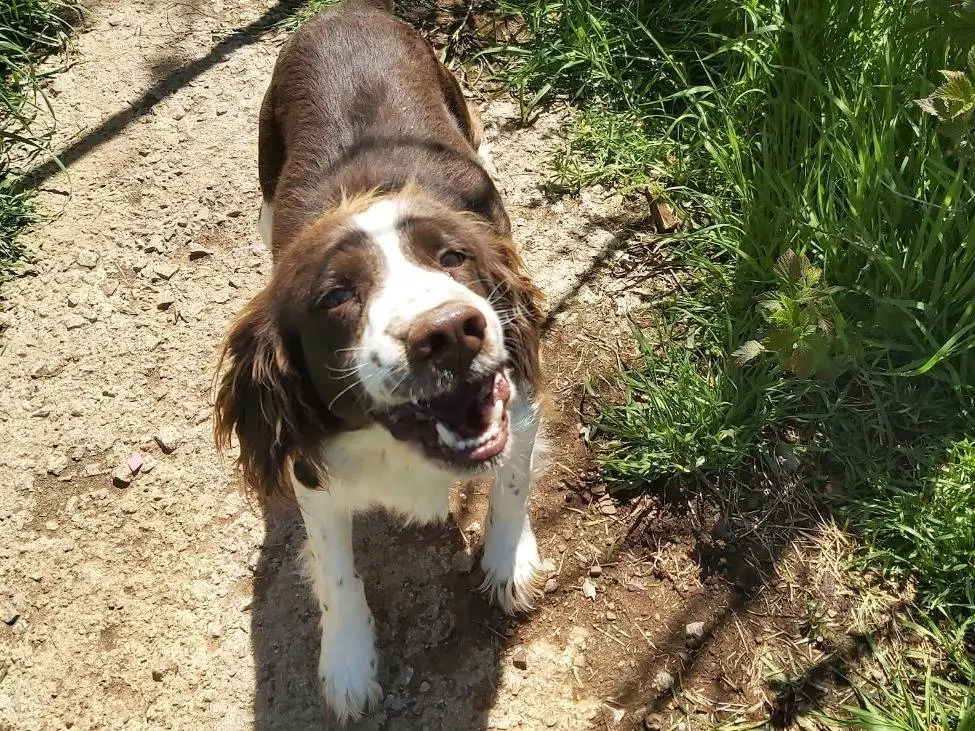 Adotta un cane, maschio, 5 anni e 1 mese, Potenza