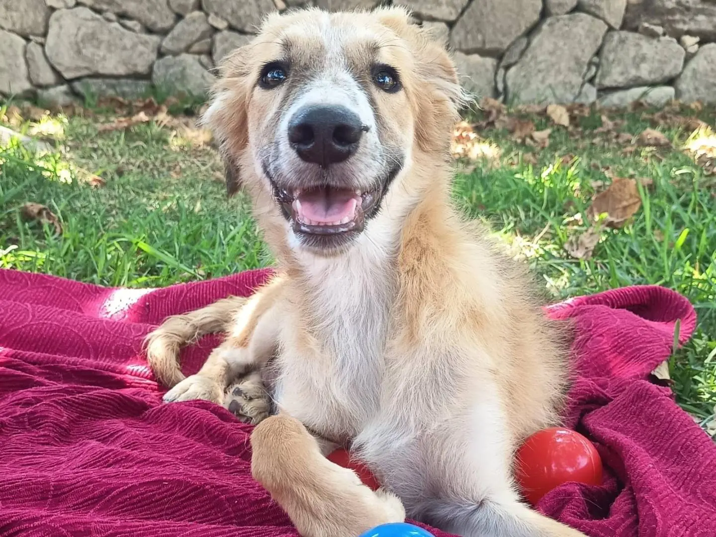 Adozione cane, femmina, Razza sconosciuta Razza sconosciuta, 7 mesi, taglia media, Siracusa