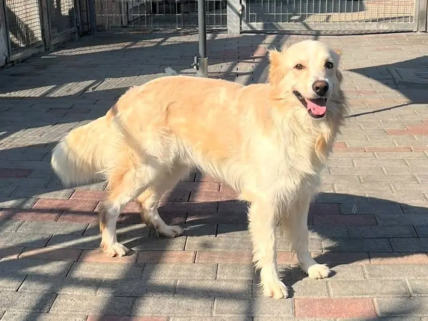 Vuoi adottare un cane a Milano?