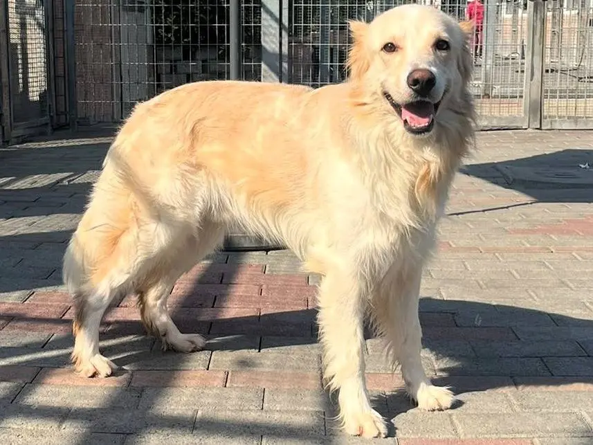 Adotta un cane, taglia media, maschio, Milano