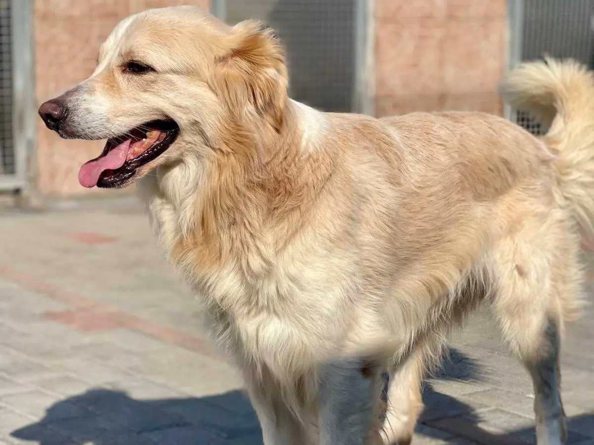 Adotta il cane THIAGO a Milano