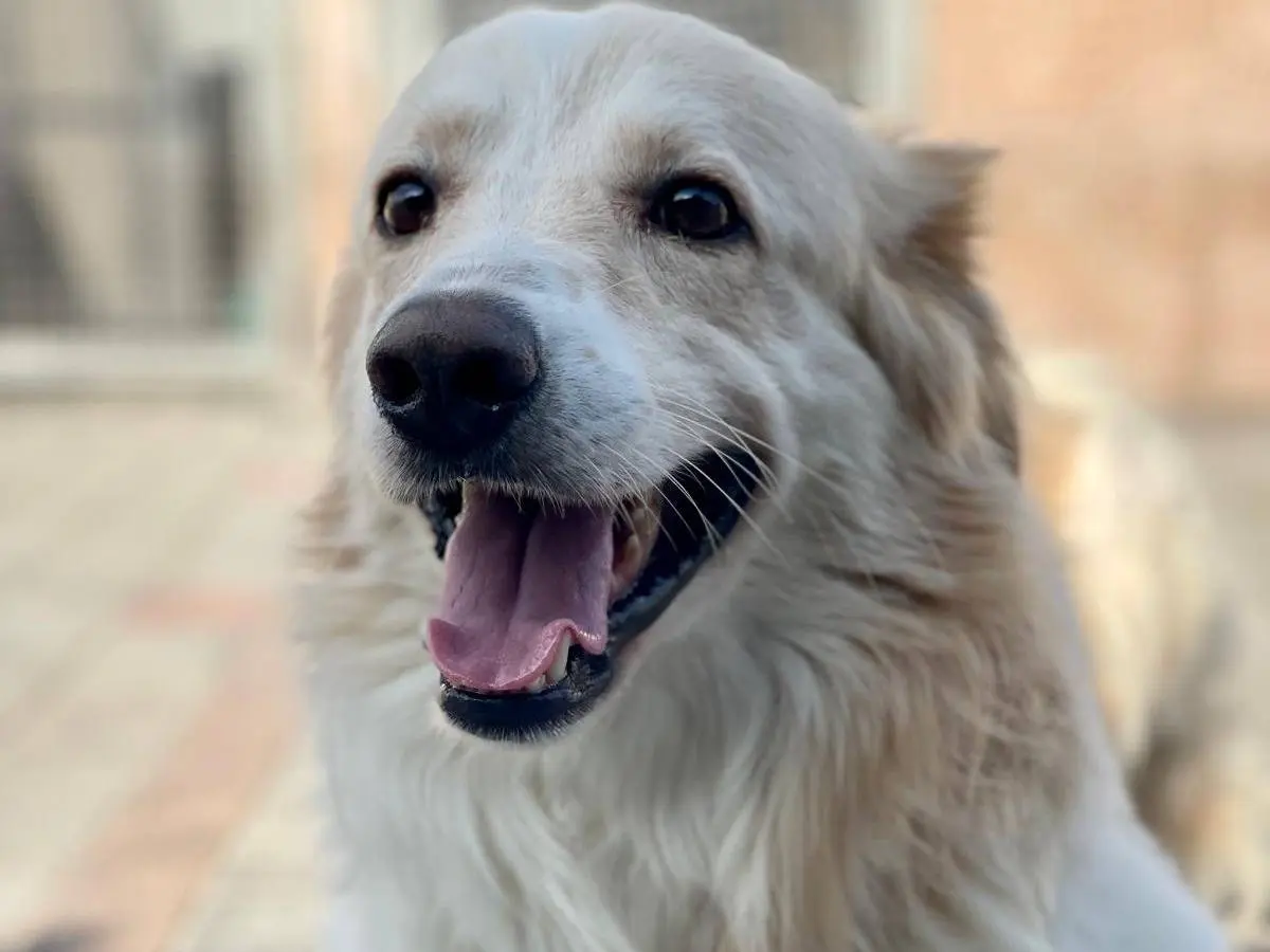 Adotta un cane, maschio, 3 anni e 7 mesi, Milano