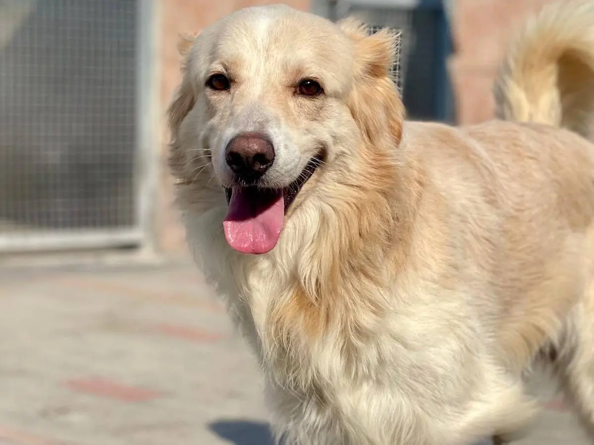 Adozione cane, maschio, Razza sconosciuta Razza sconosciuta, 3 anni e 7 mesi, taglia media, Milano