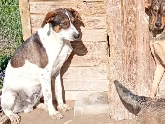 Foto 2 dell'animale