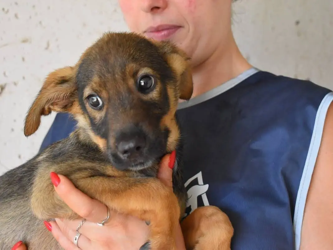 Adotta un cane, taglia media, maschio, Roma
