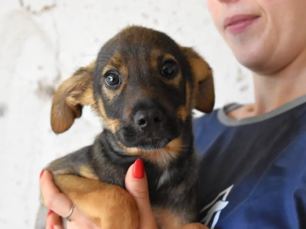 Adozione cane, maschio, Razza sconosciuta Razza sconosciuta, 6 mesi, taglia media, Roma